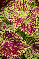 Coleus leaves