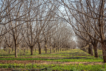 Resting winter pecan nut trees