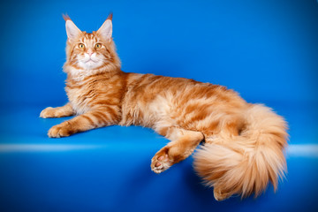 Maine Coon red cat on colored backgrounds