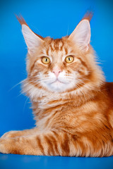 Maine Coon red cat on colored backgrounds