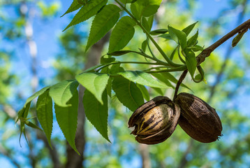 Pecans hanging from green leaved branch