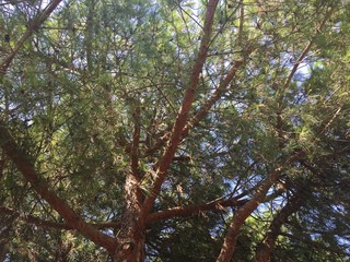 Looking up under a tree canopy