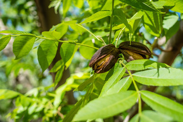 Two pecan nuts inside their open husks, sitting on branch with green leaves