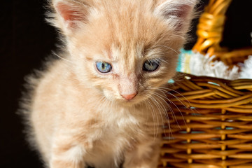 Little kitten next to a basket, close-up