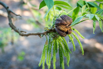 Pecan nut inside husk at end of branch, with new season leaves and catkins