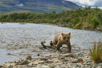 Brown bear cub walking up stream trying keep up with mom