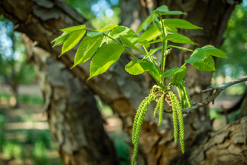 Young pecan branch with green leaves and male flowers, with a pecan tree background