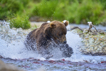 Brown bear chasing salmon