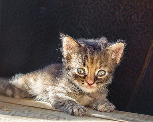 Little fluffy kitten on a wooden board