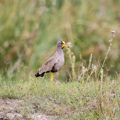 African Wattled Lapwing