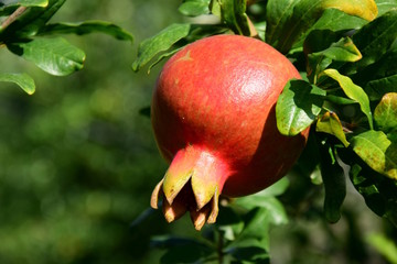Granatapfel am Baum vor der Ernte