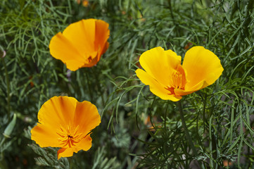 Wild, bright orange poppies grow as the California state flower.