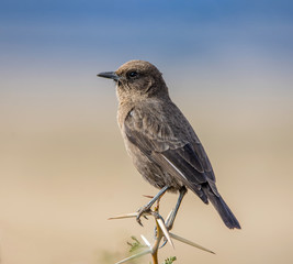 Fototapeta premium Juvenile Ant-eating Chat