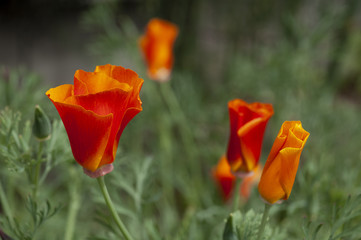 Wild, bright orange poppies grow as the California state flower.