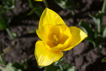 Fototapeta premium Tulip flower yellow