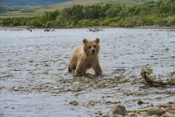 brown bear cub following mother up stream