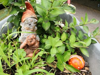 Gartenzwerg in Schubkarre in Garten
