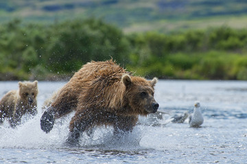 Fototapeta premium mother brown bear chasing salmon for food for her cubs