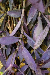 удлиненные цветные листья крупным планом