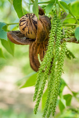Portrait of pecan nut in open husk, among male flowers and green leaves