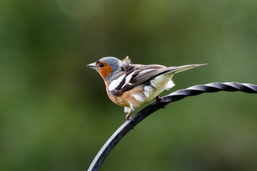 Chaffinch