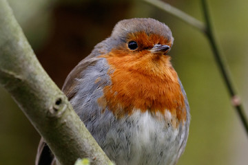 European Robin (Erithacus rubecula)