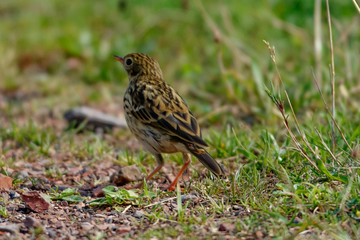 Meadow Pipit (Anthus pratensis) on the ground