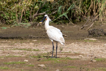 Eurasian Spoonbill (Platalea leucorodia) on the edge of a lake