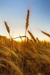 Golden Barley / Wheat Field