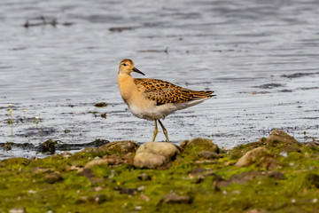 Obraz premium Ruff (Philomachus pugnax)
