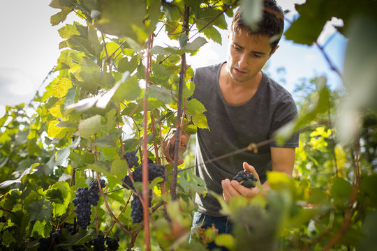 Handsome young vintner harvesting vine grapes in his vineyard (color toned image)