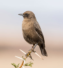 And-eating Chat