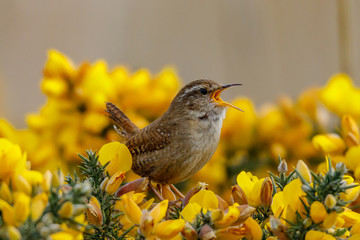 Wren (Troglodytes troglodytes) perched on a gorse bush singing