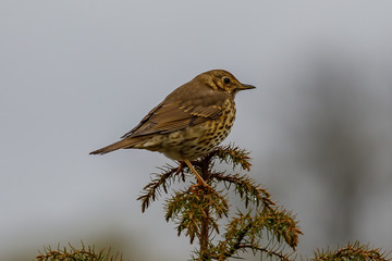 Song Thrush (Turdus philomelos) sat on a branch