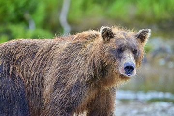 brown bear with red salmon on fur