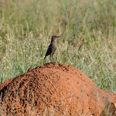 Ant-eating Chat
