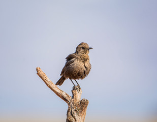 Ant-eating Chat