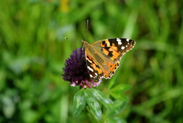 Butterfly eating nectar on clover flower on blurred green background