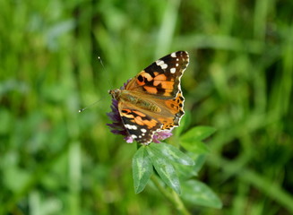 Butterfly Vanessa Cardui on flower clover on green background
