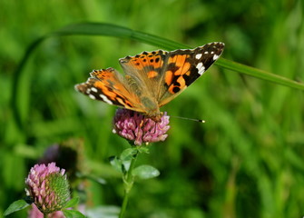 Butterfly eating nectar on a flower of clover