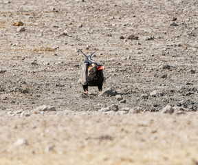 Bateleur Eagle