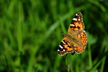 Orange butterfly sitting on a flower on a blurred green background