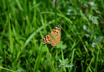 Orange butterfly sitting on a flower on a grass background
