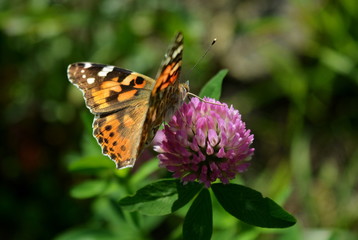 Fototapeta premium Butterfly Vanessa Cardui on red flower clover