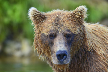 close up brown bear portrait