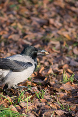 bird found a nut