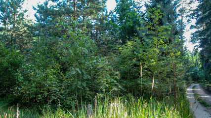 Obraz premium Summer forest and road