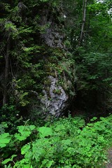 Rock massive above forest water stream with overgrowing vegetation on it. Location near Kamenica village, Presov district, eastern Slovakia