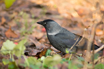 bird autumnportrait