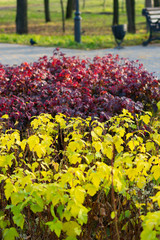 Fototapeta premium red and yellow bushes in the park
